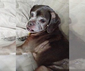 Lady aka Ladybug - BONDED WITH LEO!! - Female Box-a-Pug Dog for Adoption - Photo #11