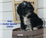 Puppy Oreo Cocker Spaniel