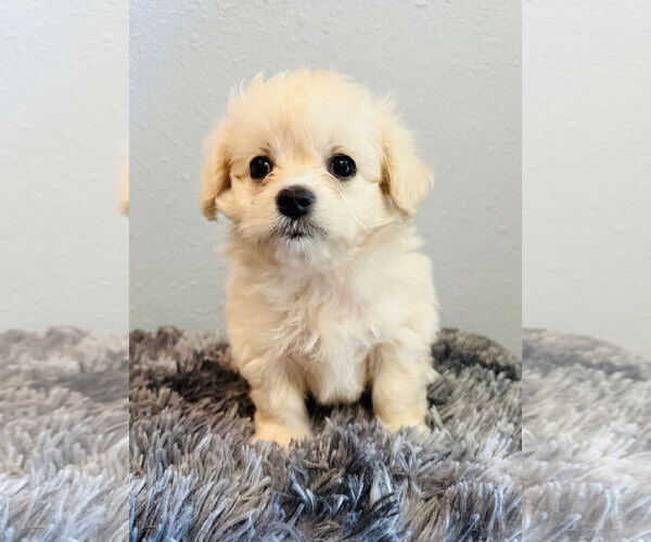 Medium Photo #2 Maltese-Unknown Mix Puppy For Sale in Marina Del Rey, CA, USA