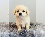 Small #1 Maltese Mix
