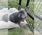 Puppy 3 French Bulldog