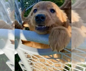 Golden Retriever Puppy for sale in RIGA, MI, USA