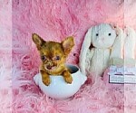 Small #33 Chihuahua