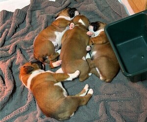 Boxer Litter for sale in BELVIDERE, NJ, USA