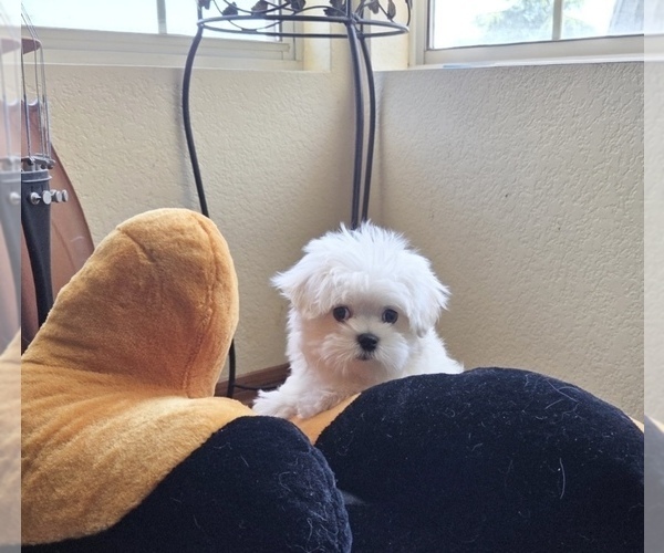Medium Photo #4 Maltese Puppy For Sale in SANTA CLARITA, CA, USA