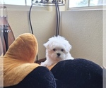 Small #3 Maltese