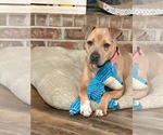 Small #3 American Staffordshire Terrier