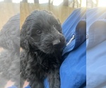 Small Photo #11 Goldendoodle Puppy For Sale in WAKE FOREST, NC, USA