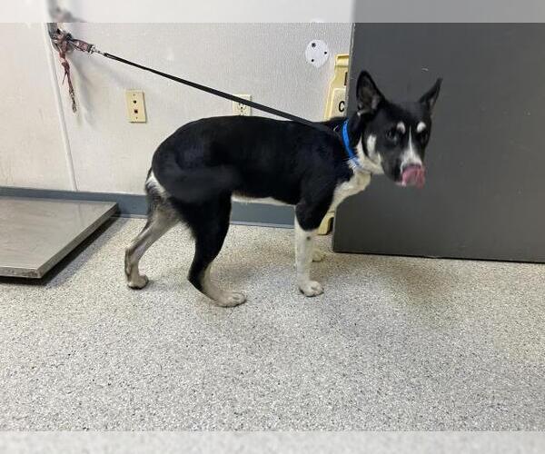 Medium Photo #1 German Shepherd Dog-Unknown Mix Puppy For Sale in Visalia, CA, USA