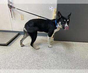 Medium German Shepherd Dog Mix