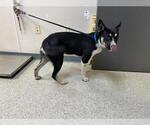 Small German Shepherd Dog Mix