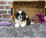 Small #4 Shih Tzu