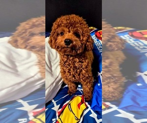 Father of the Goldendoodle (Miniature) puppies born on 02/27/2025