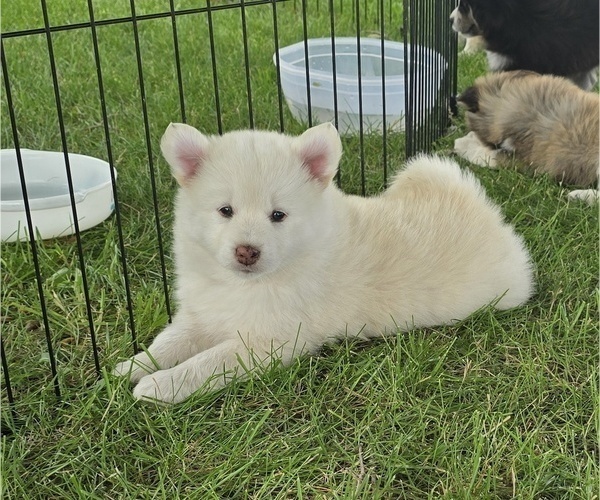 Medium Photo #1 Pomsky Puppy For Sale in NOKOMIS, IL, USA
