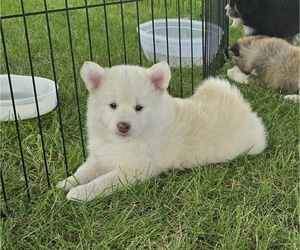 Medium Pomsky