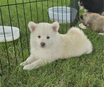 Puppy Bandit Pomsky