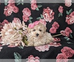 Small Photo #5 Bichpoo Puppy For Sale in NEW HOLLAND, PA, USA