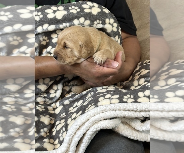 Medium Photo #5 Golden Retriever Puppy For Sale in BRANDON, FL, USA