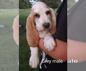 Basset Hound Puppy for sale in PORTLAND, TN, USA