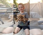 Puppy Matthew Maltipoo