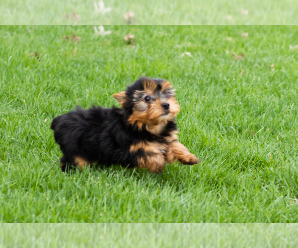 Medium Photo #5 Yorkshire Terrier Puppy For Sale in NAPPANEE, IN, USA