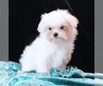 Small Maltese