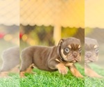Small #5 English Bulldog