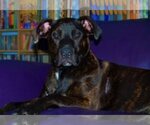 Small Photo #4 Dutch Shepherd -Labrador Retriever Mix Puppy For Sale in Fort Myers, FL, USA