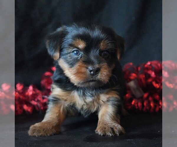 Medium Photo #2 Yorkshire Terrier Puppy For Sale in ROCK VALLEY, IA, USA