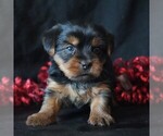 Small #1 Yorkshire Terrier