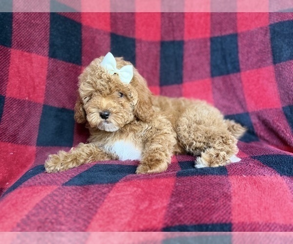 Medium Photo #6 Cockapoo (Miniature) Puppy For Sale in LAKELAND, FL, USA