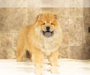 Chow Chow Puppy for Sale in NAPPANEE, Indiana USA