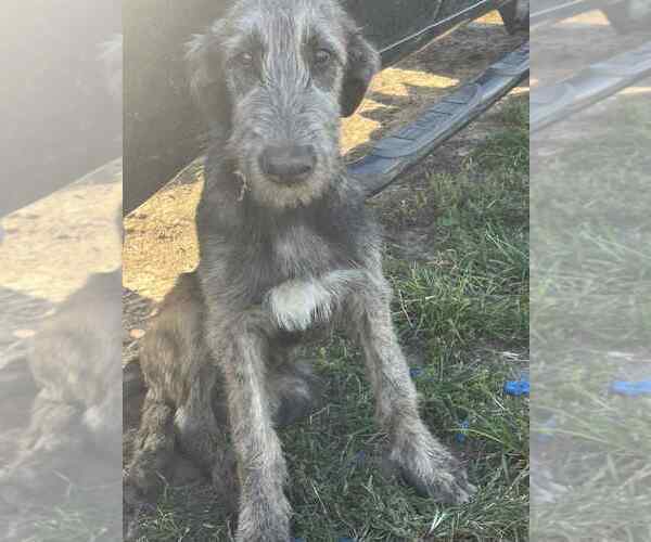 Medium Photo #2 Irish Wolfhound Puppy For Sale in WINDSOR, MO, USA
