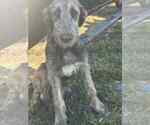 Small #1 Irish Wolfhound