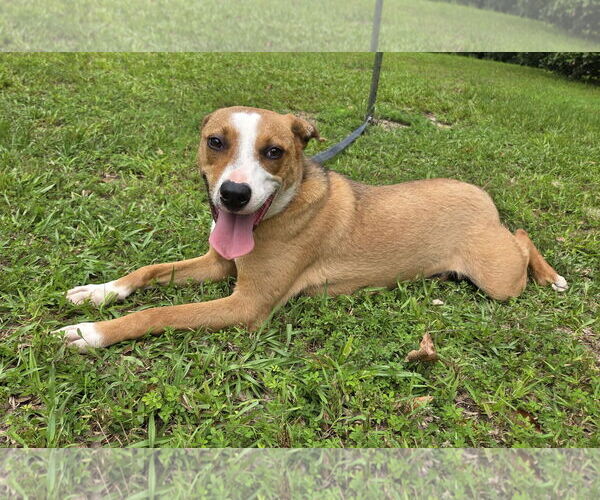 Medium Photo #5 Labbe Puppy For Sale in Attalka, AL, USA