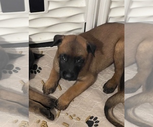 Belgian Malinois Puppy for Sale in VALRICO, Florida USA