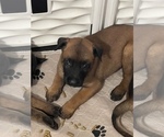 Small Photo #1 Belgian Malinois Puppy For Sale in VALRICO, FL, USA