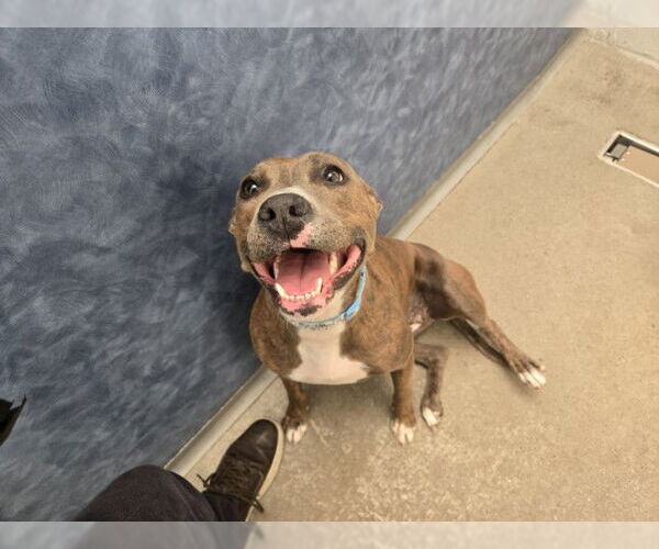 Medium Photo #1 American Pit Bull Terrier-Unknown Mix Puppy For Sale in Fort Collins, CO, USA