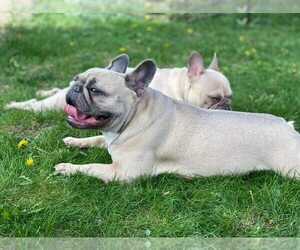 Mother of the French Bulldog puppies born on 07/13/2022