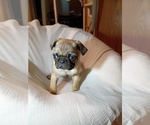 Small Pug
