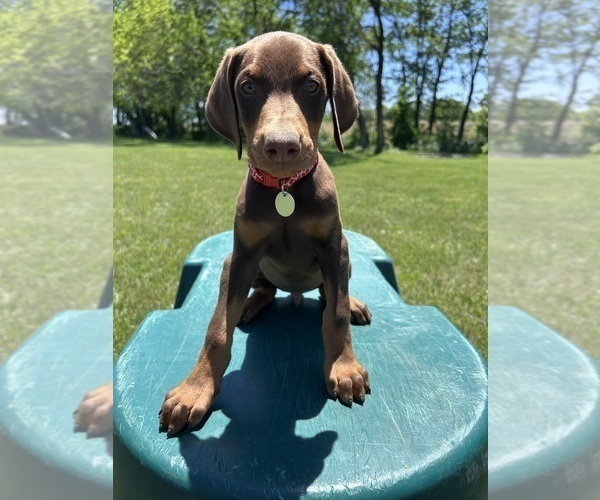 Medium Photo #12 Doberman Pinscher Puppy For Sale in BROOKFIELD, MO, USA
