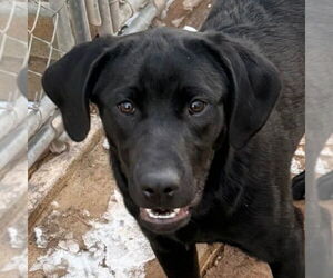 Labrador Retriever-Unknown Mix Dogs for adoption in Canton, CT, USA