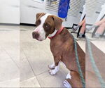 Small #1 American Staffordshire Terrier-Beagle Mix