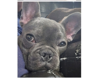 Father of the French Bulldog puppies born on 06/03/2026