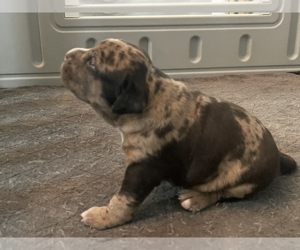 Medium Photo #183 American Bully Puppy For Sale in REESEVILLE, WI, USA