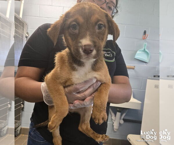 Medium Photo #2 Australian Shepherd-Unknown Mix Puppy For Sale in Washington, DC, USA
