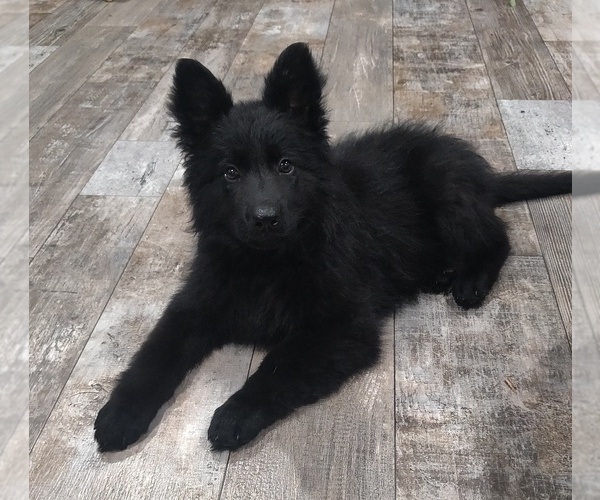 Medium Photo #3 German Shepherd Dog Puppy For Sale in COUCH, MO, USA