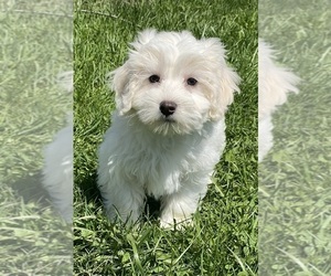 Coton de Tulear Puppy for sale in CANOGA, NY, USA