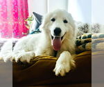 Small #11 Great Pyrenees