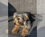 Small #2 Yorkshire Terrier